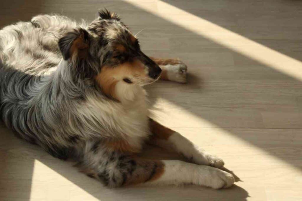 How Much Sleep Does An Australian Shepherd Need 1 1 How Much Sleep Does An Australian Shepherd Need?