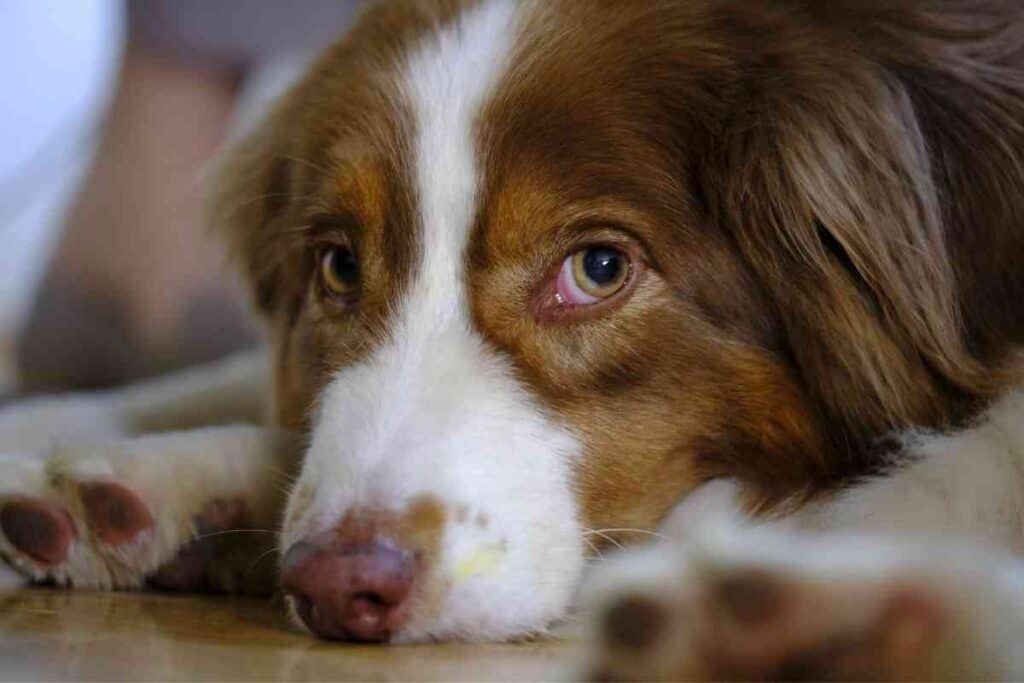 How Much Sleep Does An Australian Shepherd Need 2 How Much Sleep Does An Australian Shepherd Need?