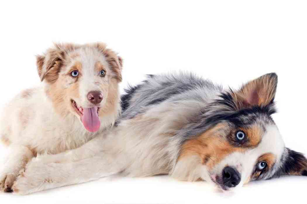 What Does An Australian Shepherd And Lab Mix Look Like BEST GAMES