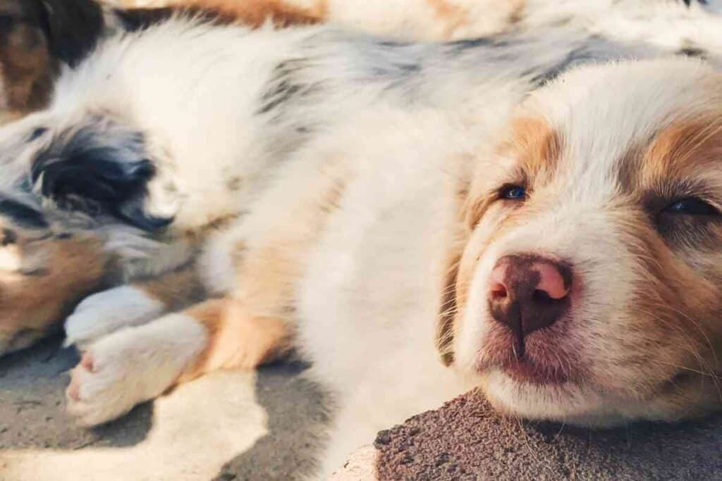 How Often Do Australian Shepherds Go Into Heat 1 How Often Do Australian Shepherds Go Into Heat?