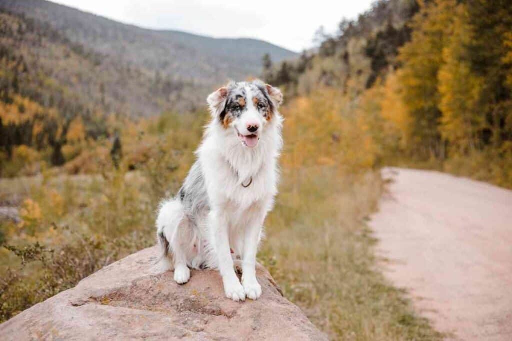 When do australian shepherds go sale into heat