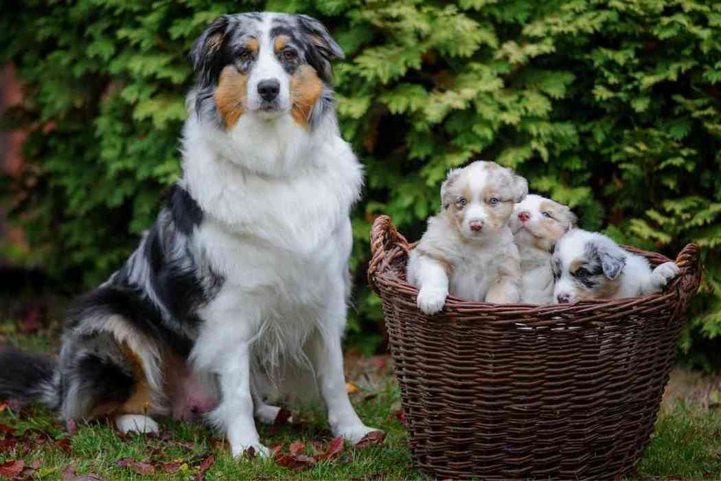 How Often Do Australian Shepherds Go Into Heat Embora Pets