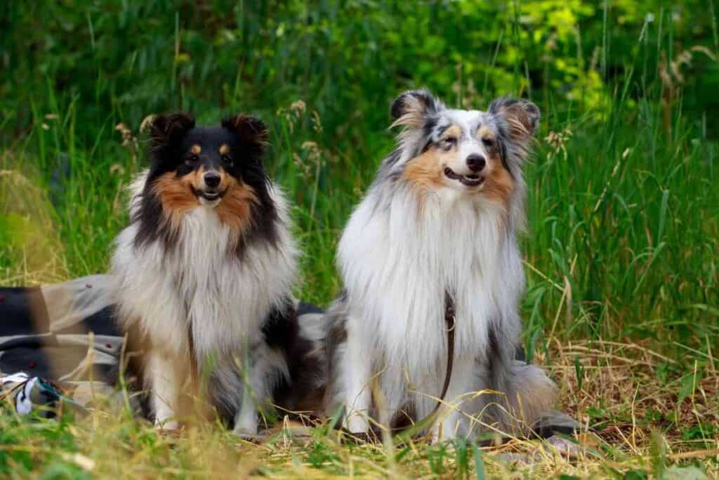 can a australian shepherd have a haircut