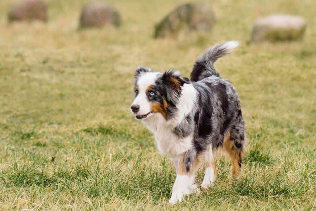 When Do Australian Shepherd Puppies Stop Biting And How Can I Stop It 1 When Do Australian Shepherd Puppies Stop Biting And How Can I Stop It?