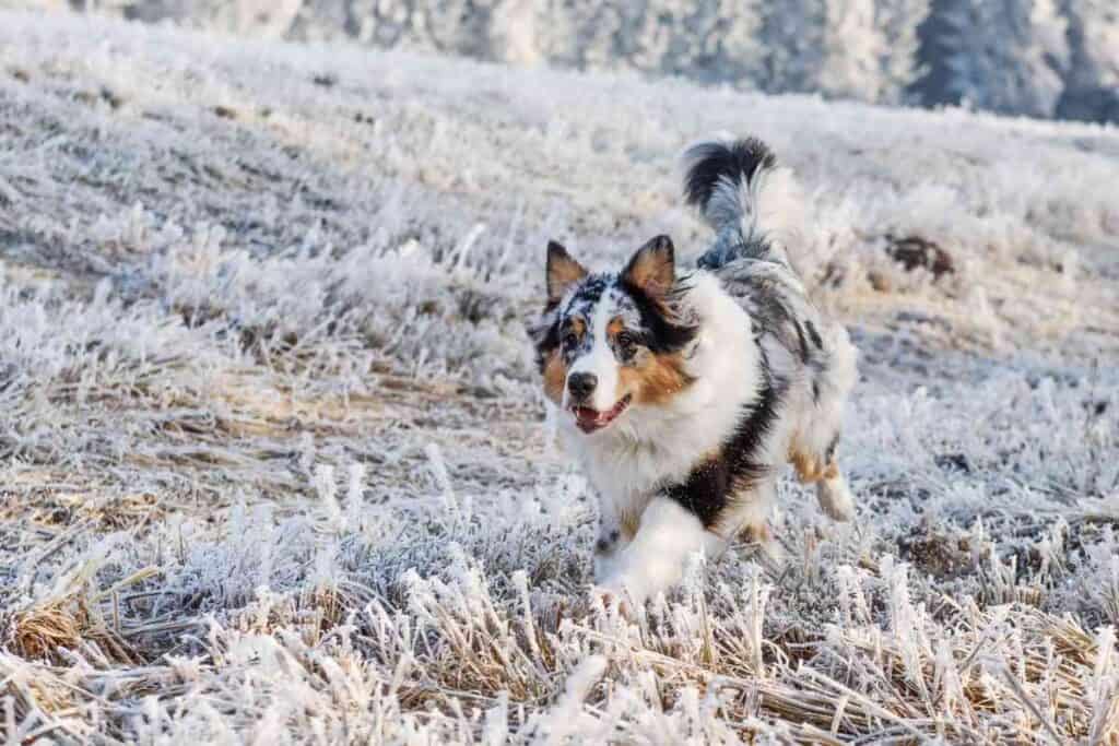 When Do Australian Shepherd Puppies Stop Biting And How Can I Stop It 2 When Do Australian Shepherd Puppies Stop Biting And How Can I Stop It?