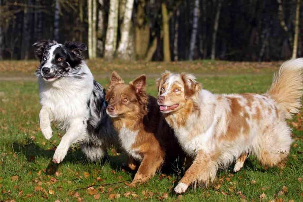 When Do Australian Shepherds Shed Their Puppy Coat 1 When Do Australian Shepherds Shed Their Puppy Coat?