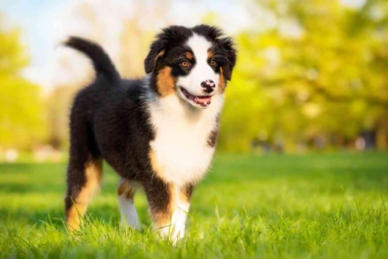 When Do Australian Shepherds Shed Their Puppy Coat? - Embora Pets