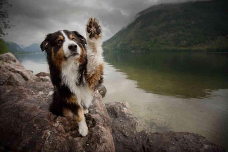 When Do Australian Shepherds Shed Their Puppy Coat?