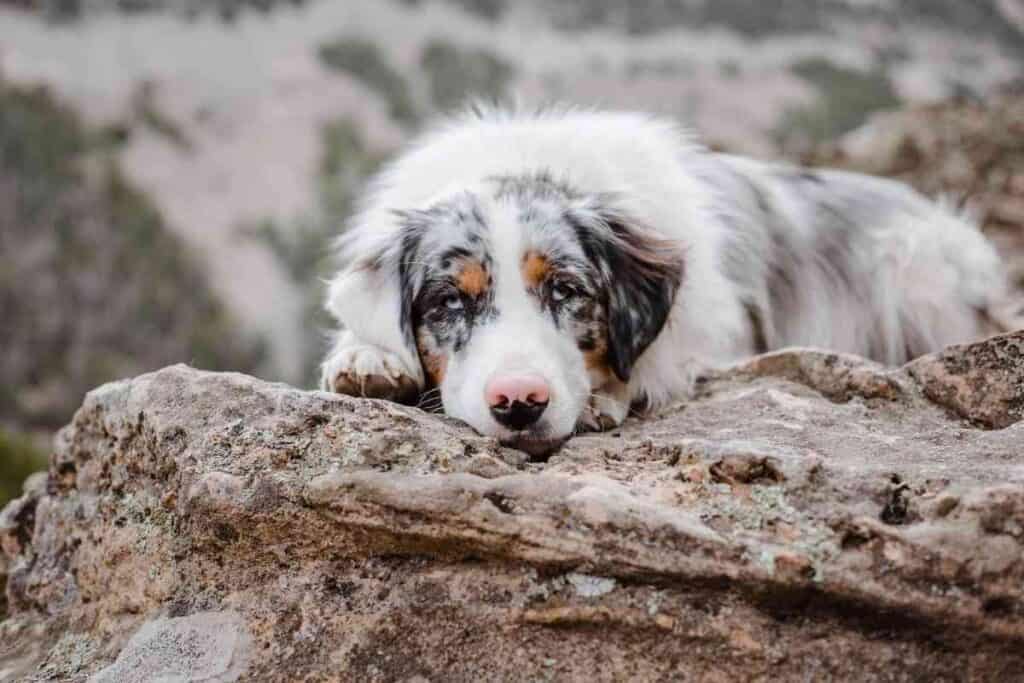 When Should An Australian Shepherd Be Neutered 1 When Should An Australian Shepherd Be Neutered?