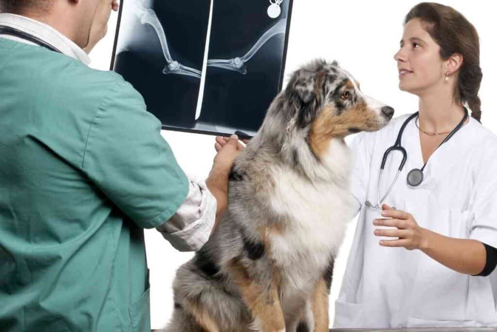 When Should An Australian Shepherd Be Spayed 1 When Should An Australian Shepherd Be Spayed?