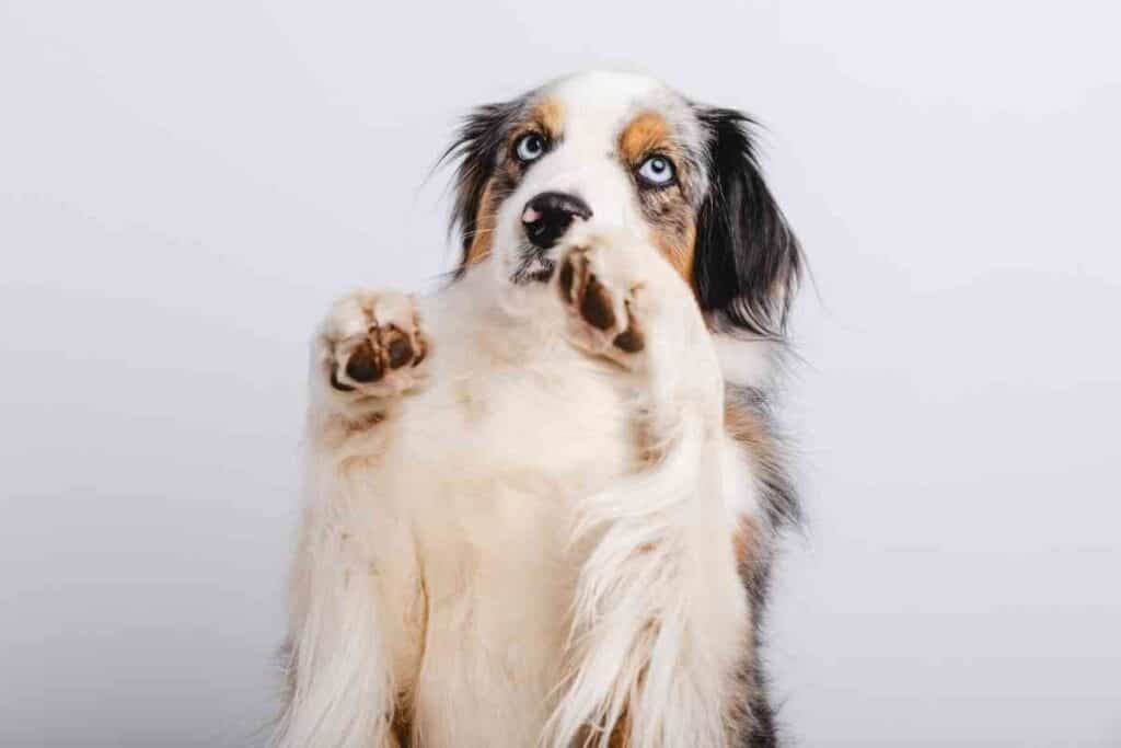 When Should An Australian Shepherd Be Spayed 2 When Should An Australian Shepherd Be Spayed?