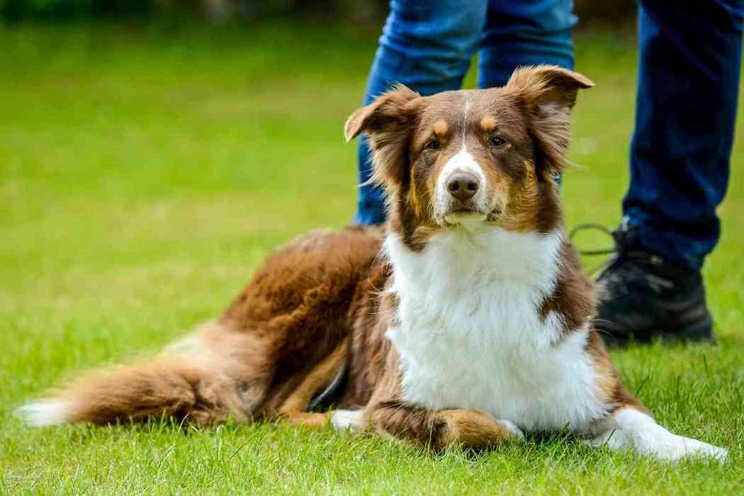 Why Does My Australian Shepherd Lick So Much