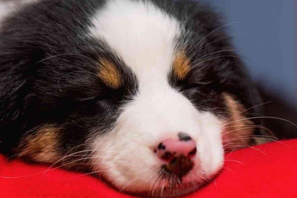 When Will Australian Shepherd Puppies Sleep Through The Night 1 When Will Australian Shepherd Puppies Sleep Through The Night?