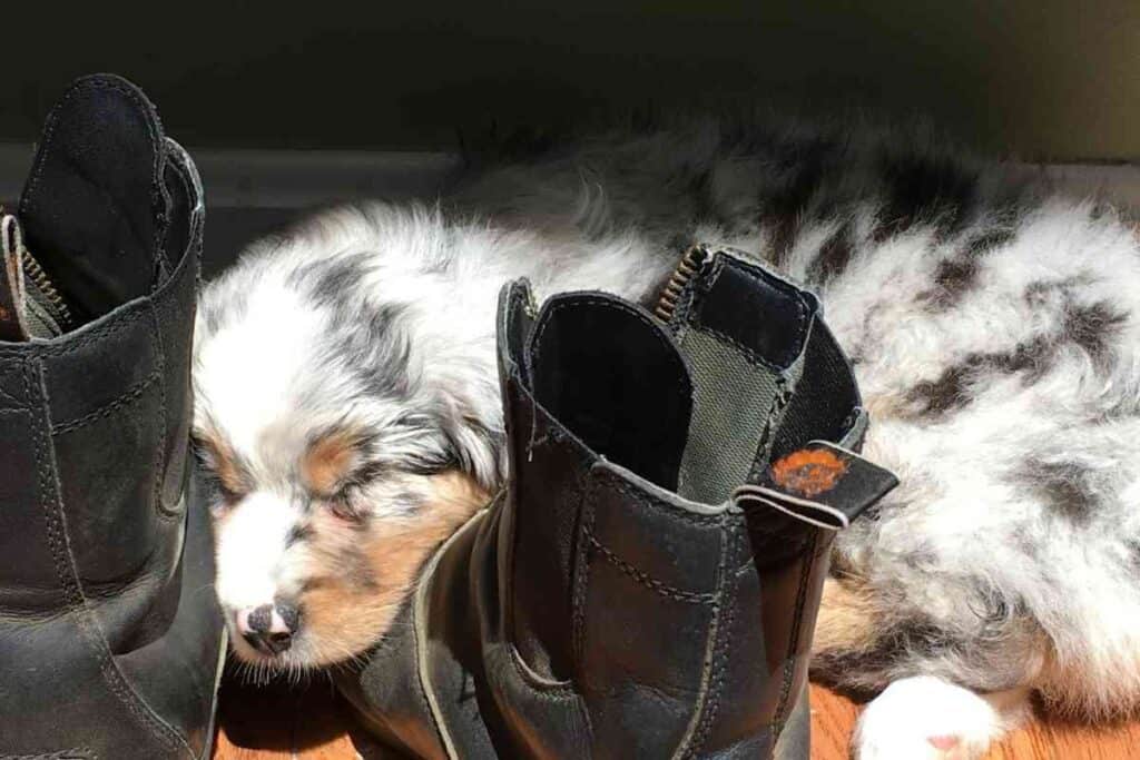 When Will Australian Shepherd Puppies Sleep Through The Night 2 When Will Australian Shepherd Puppies Sleep Through The Night?