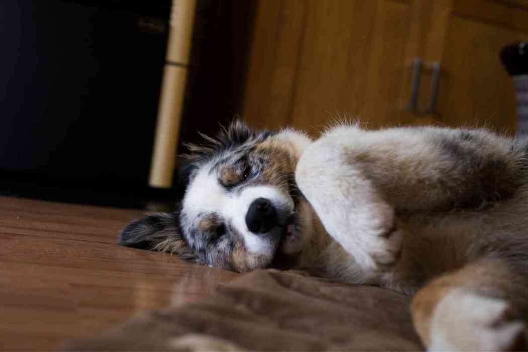 When Will Australian Shepherd Puppies Sleep Through The Night?
