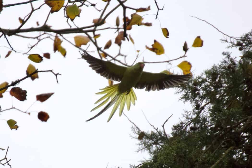 Picture of Why Clip Parakeet Wings? - Embora Pets