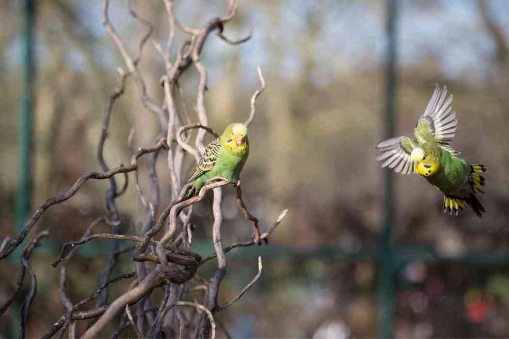 Picture of Why Clip Parakeet Wings? - Embora Pets