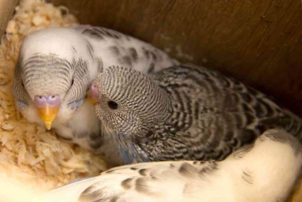 Why Do Parakeets Eat Their Eggs? Embora Pets