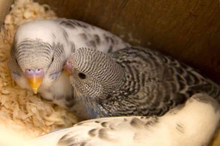 Why Do Parakeets Eat Their Eggs?