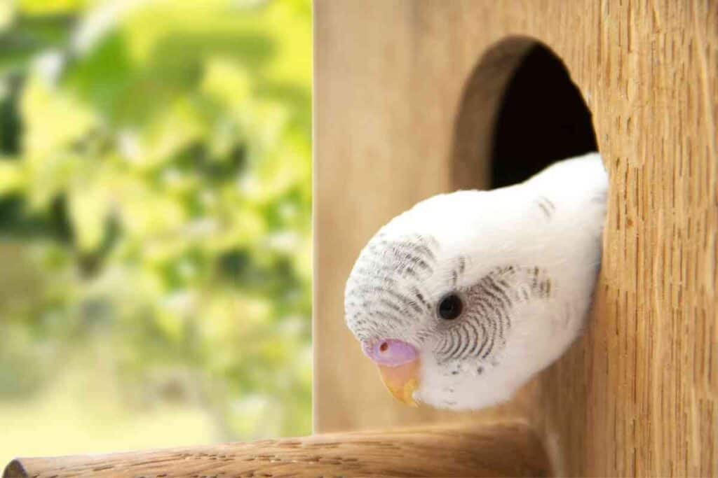 why-do-parakeets-eat-their-eggs-embora-pets