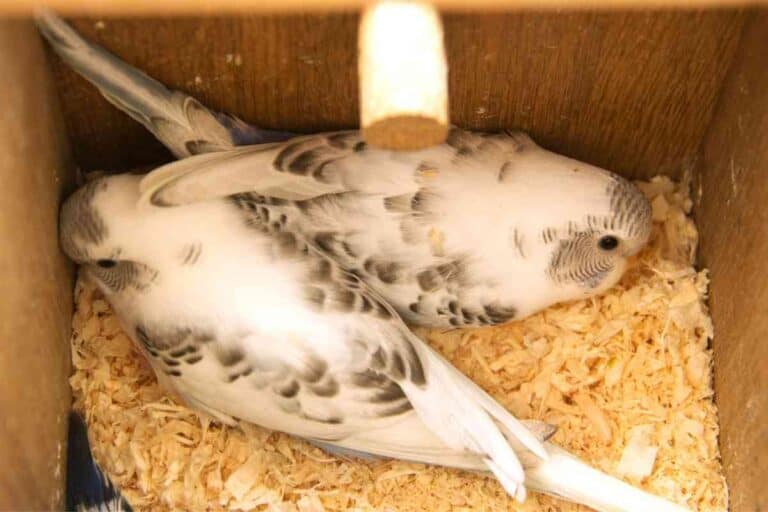 Why Do Parakeets Eat Their Eggs? Embora Pets