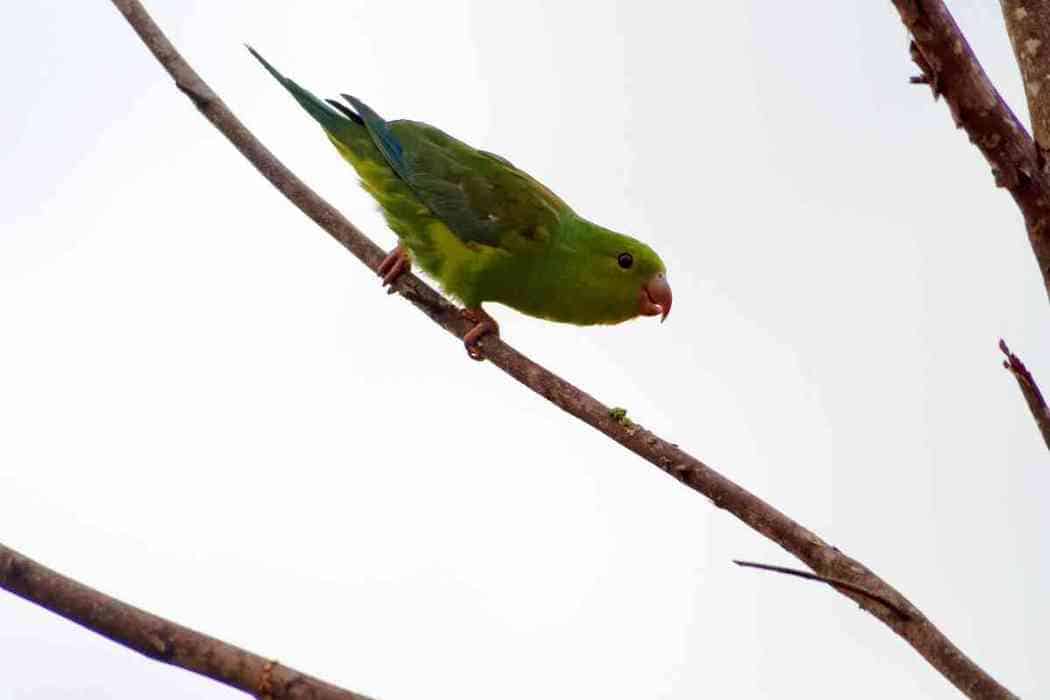 Why Do Parakeets Stand On One Foot? Embora Pets