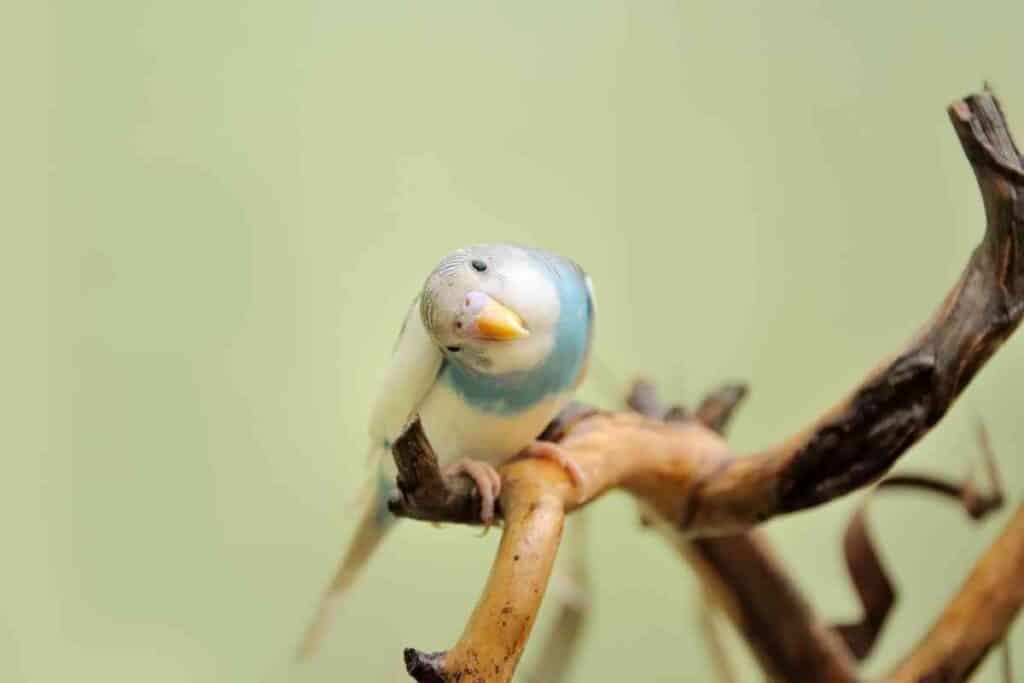 Why Do Parakeets Stand On One Foot 2 Why Do Parakeets Stand On One Foot?