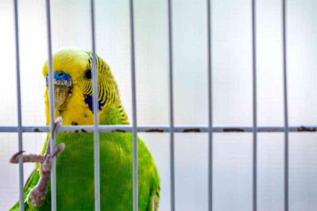 Why Does My Parakeet Eat His Poop 1 Why Does My Parakeet Eat His Poop?