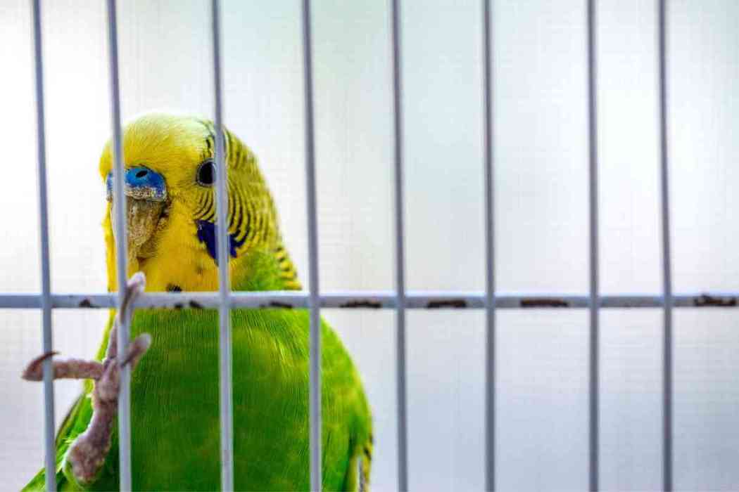 Why Does My Parakeet Eat His Poop? Embora Pets