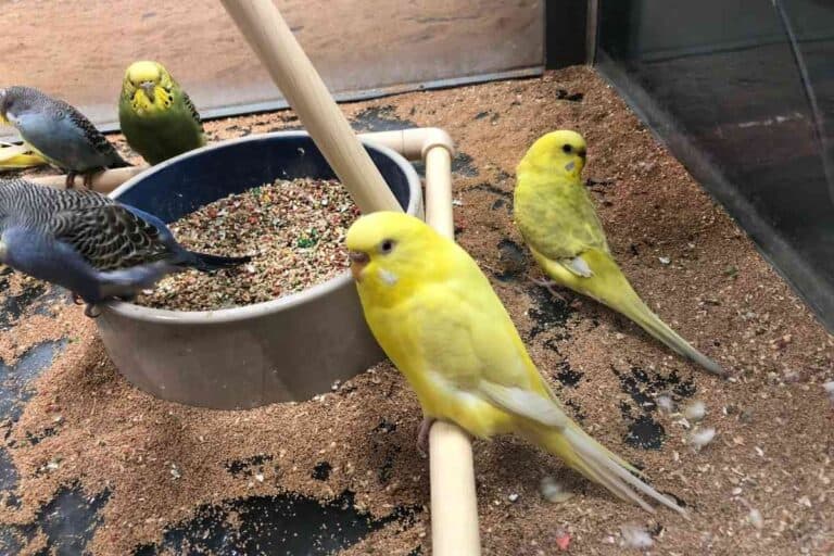 Why Does My Parakeet Eat His Poop? Embora Pets