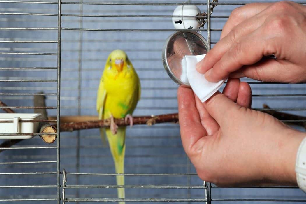 Why Does My Parakeet Eat His Poop? Embora Pets