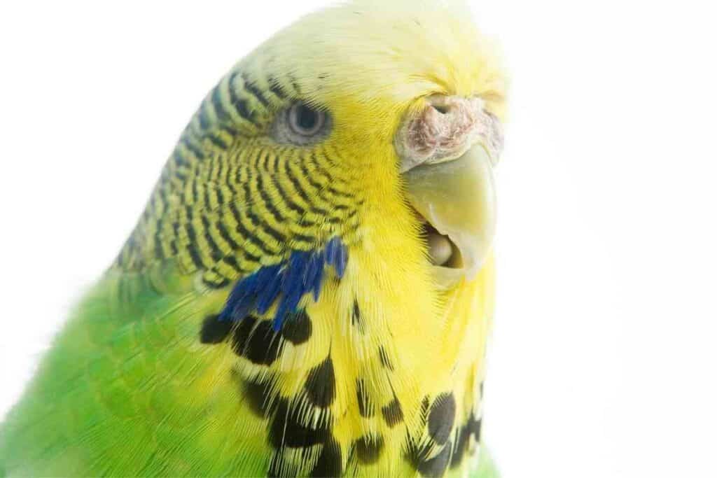 Why Is My Parakeet Clicking Its Beak 1 Why Is My Parakeet Clicking Its Beak?