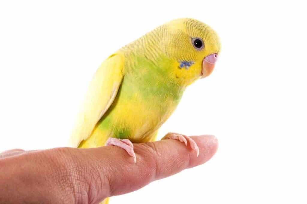 Why Is My Parakeet Closing Its Eyes 1 Why Is My Parakeet Closing Its Eyes?