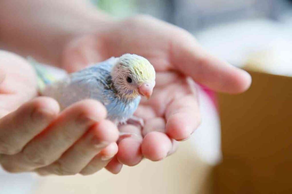 Why Is My Parakeet Closing Its Eyes 2 Why Is My Parakeet Closing Its Eyes?
