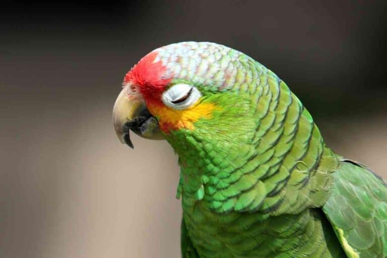 Why Is My Parakeet Closing Its Eyes?