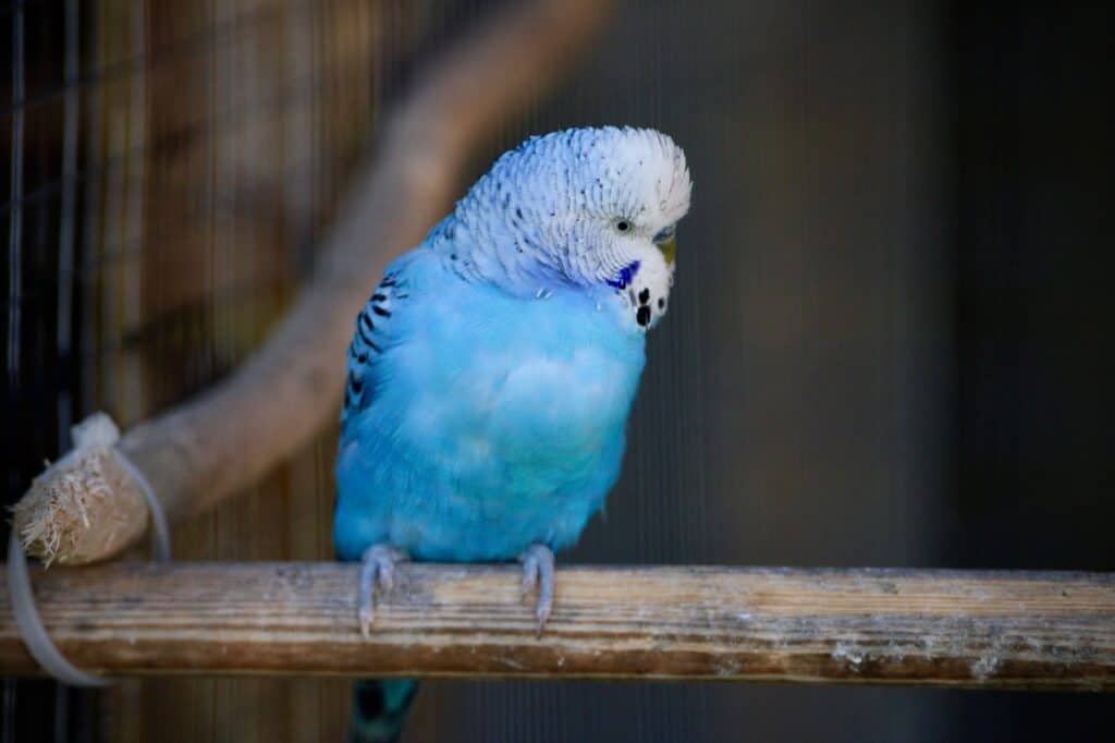 Blue parakeet