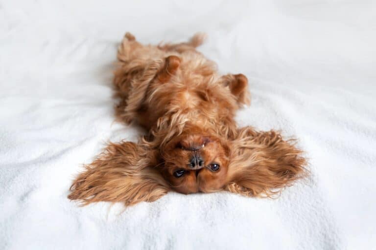 What Size Bed For A Cavapoo? (Small, Medium, or Large – Explained!)