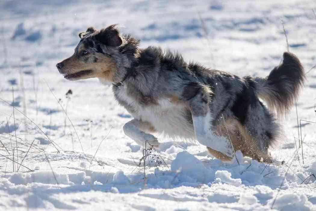 are aussies good guard dogs