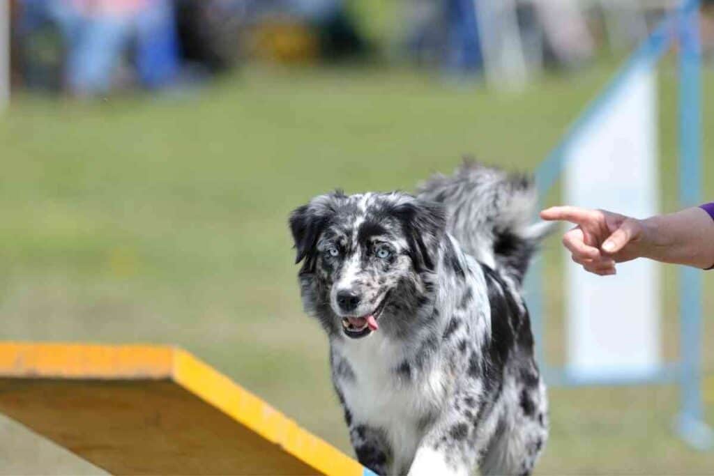 will australian shepherds protect you