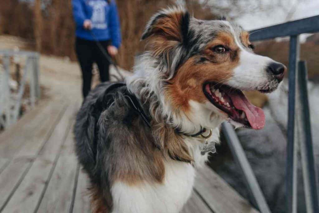 are australian shepherd puppies hyper