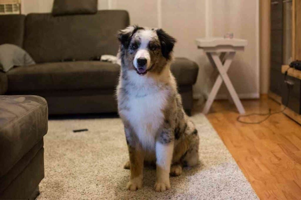 Are Australian Shepherds Good With Kids 2 Are Australian Shepherds Good With Kids?
