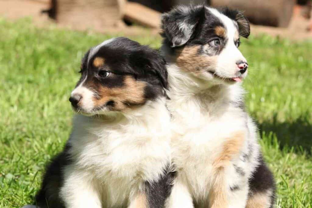 Do Australian Shepherds Like To Cuddle 1 Do Australian Shepherds Like To Cuddle?