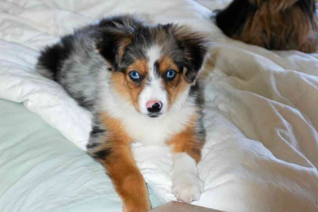 Do Australian Shepherds Like To Cuddle 2 Do Australian Shepherds Like To Cuddle?