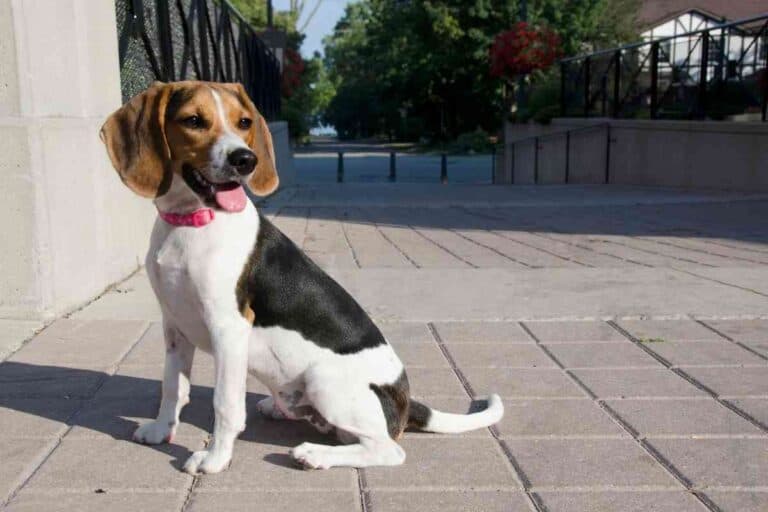 Do Beagles Change Color? Embora Pets