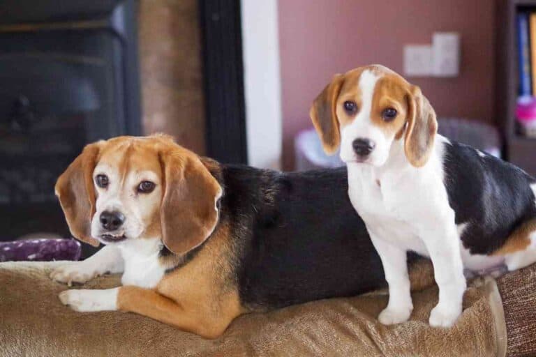 How Big Do Beagles Get?