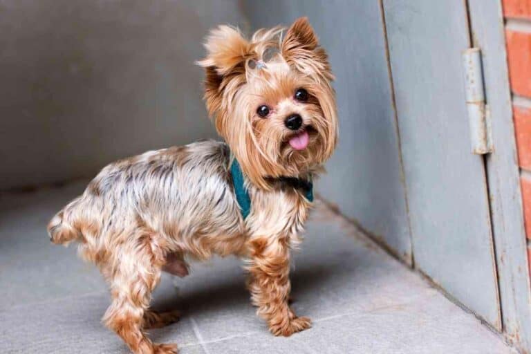 How Long After Eating Do Yorkies Poop? Embora Pets