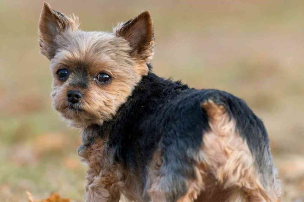 How Long After Eating Do Yorkies Poop 2 How Long After Eating Do Yorkies Poop?