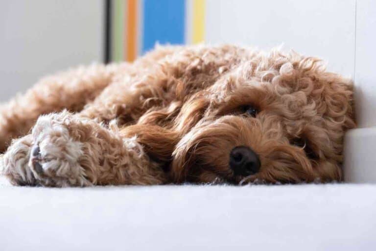 How Long Do Cavapoo Puppies Sleep? Embora Pets