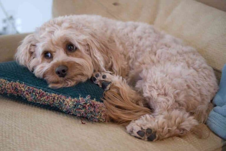 How Long Do Cavapoo Puppies Sleep? Embora Pets