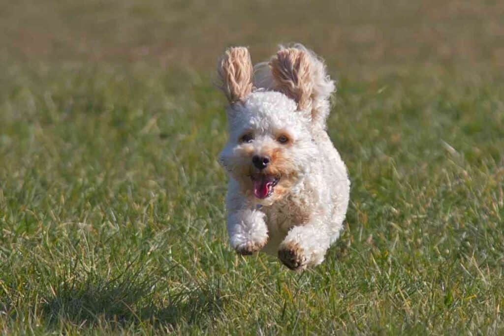 How Long Does A Cavapoo Live 1 How Long Does A Cavapoo Live?